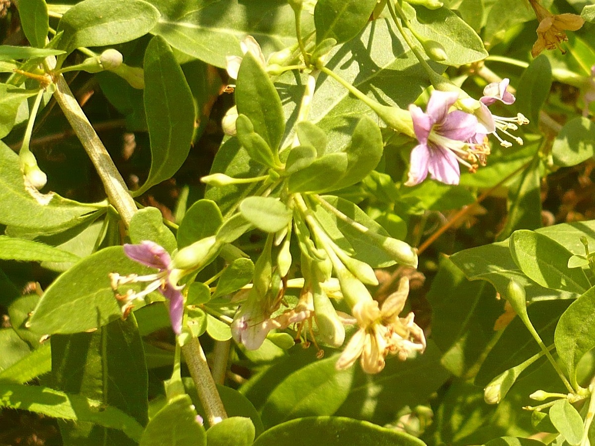 Lycium barbarum (Solanaceae)